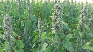 Quinoa en cours de maturation