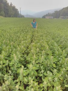 quinoa val de ruz