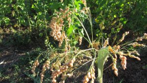 Millet 2016