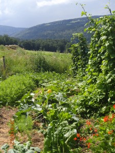 Fouillis de l'été