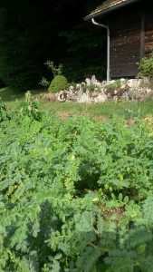 Multiplication de graines de pois chiches