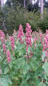 Champ de Quinoa 2016